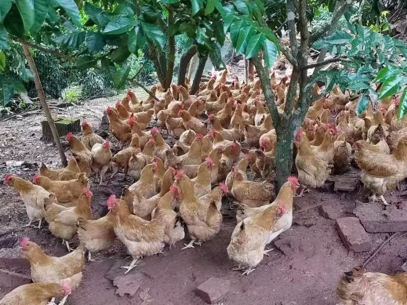 三黄土公鸡苗，大型孵化场直供，量大从优
