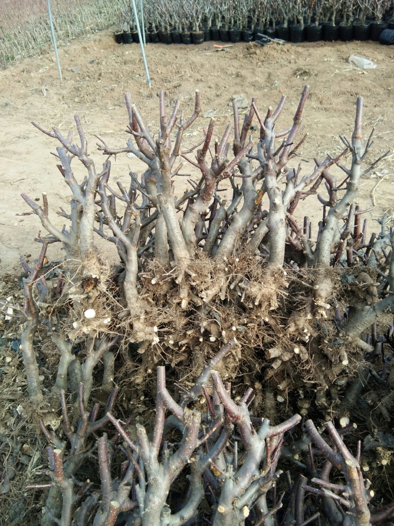 各种果树盆栽地苗海棠盆栽地苗继续搞起来