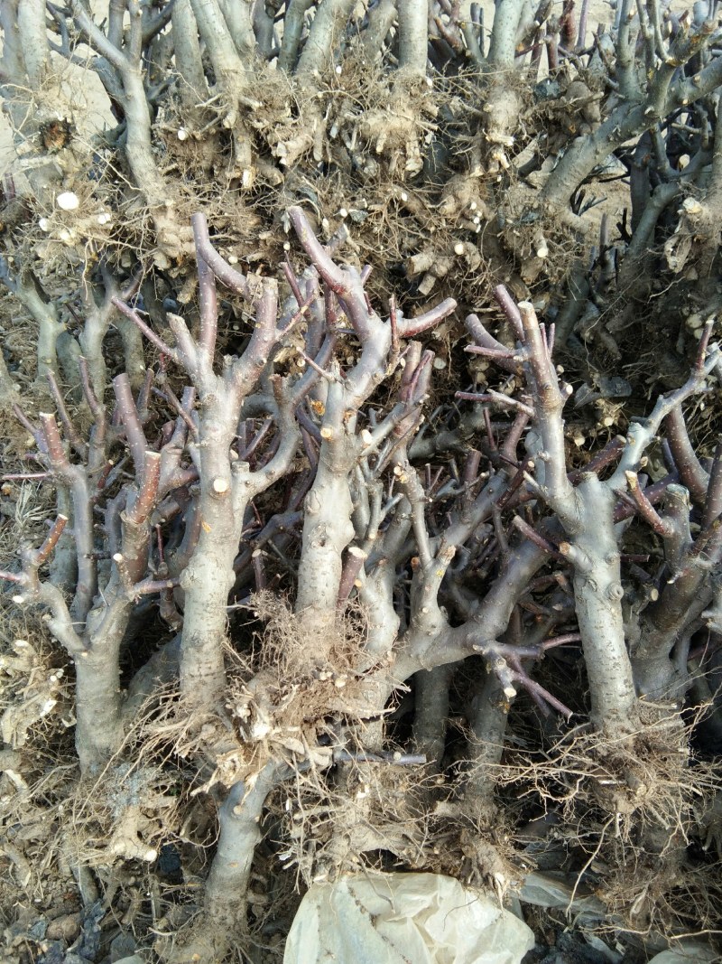 各种果树盆栽地苗海棠盆栽地苗继续搞起来