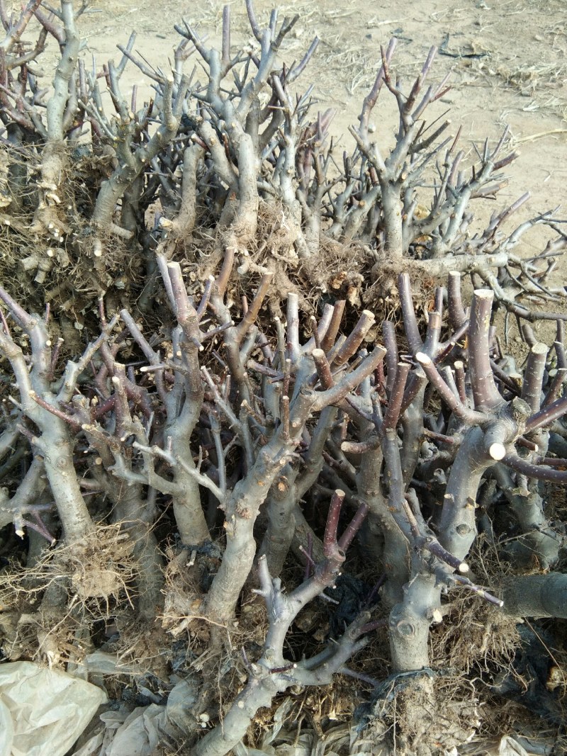 各种果树盆栽地苗海棠盆栽地苗继续搞起来