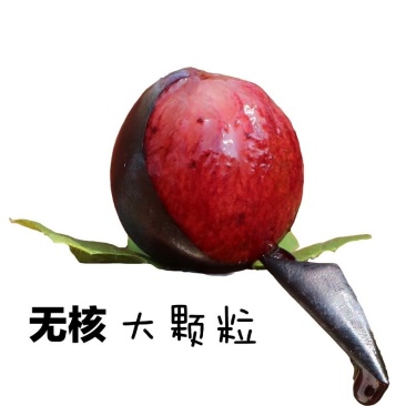 夏黑葡萄，基地直供，产量高，易管理。10颗起包邮