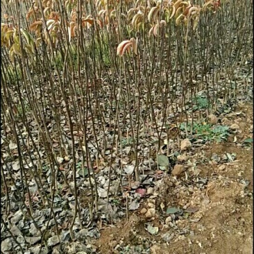 秋月梨苗大量起苗有没有喜欢的