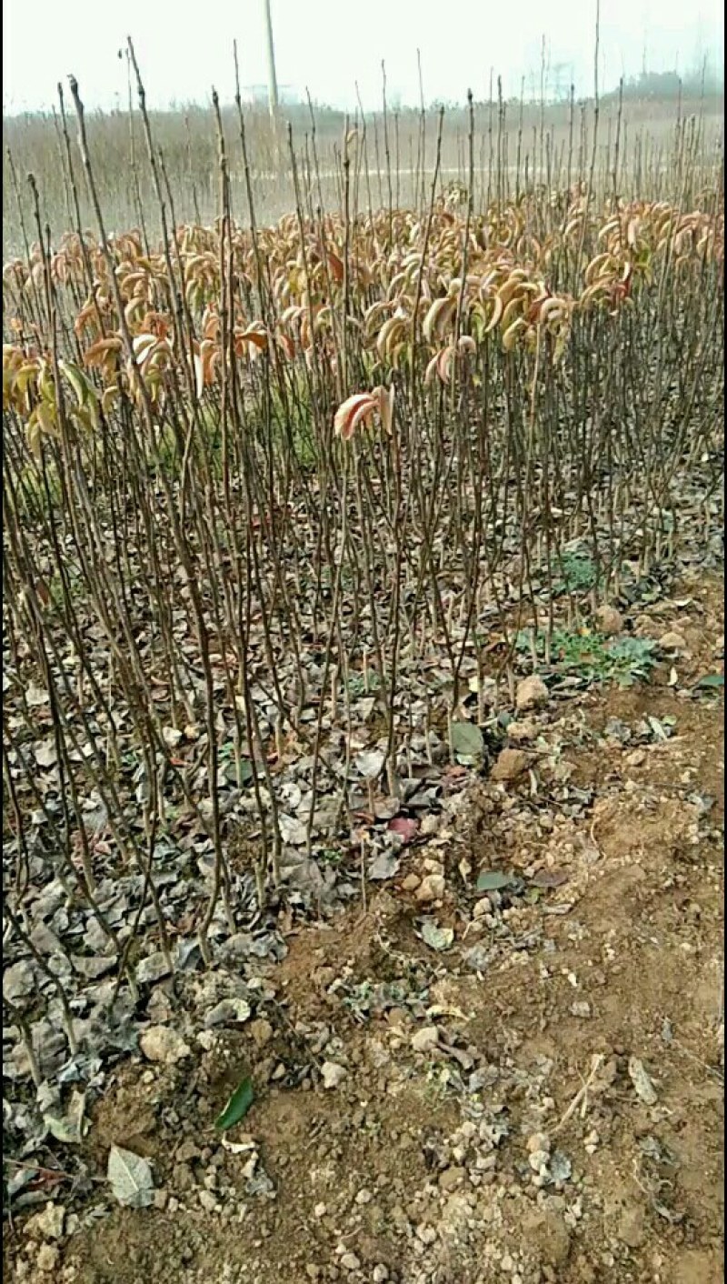 秋月梨苗大量起苗有没有喜欢的