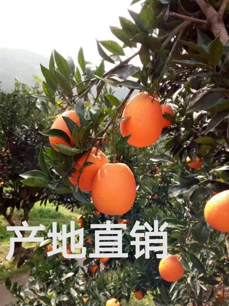 长虹脐橙纽荷尔脐橙果园看货一手货源