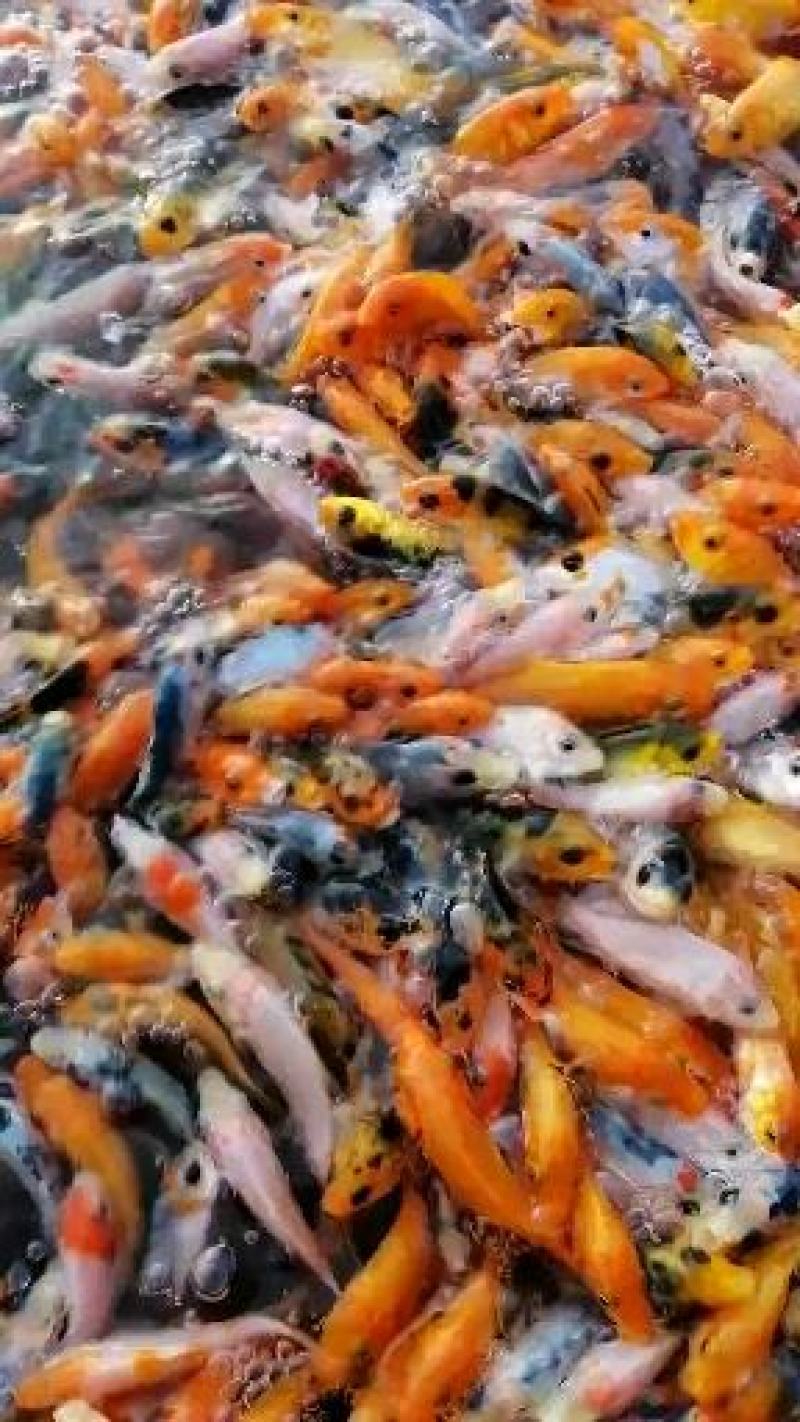 丁桂鱼苗丁岁鱼苗厂家直销更多良种鱼苗大量有售