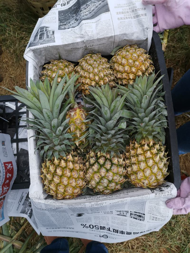 徐闻巴厘菠萝鲜果现货可马上打黄药大基地直供
