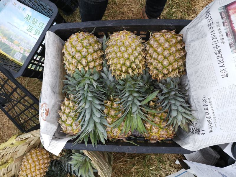 徐闻巴厘菠萝鲜果现货可马上打黄药大基地直供