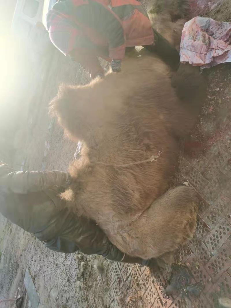 纯绿色沙漠骆驼肉，以及各个部位大量出售