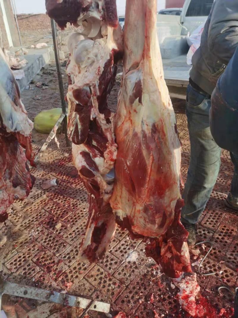 纯绿色沙漠骆驼肉，以及各个部位大量出售