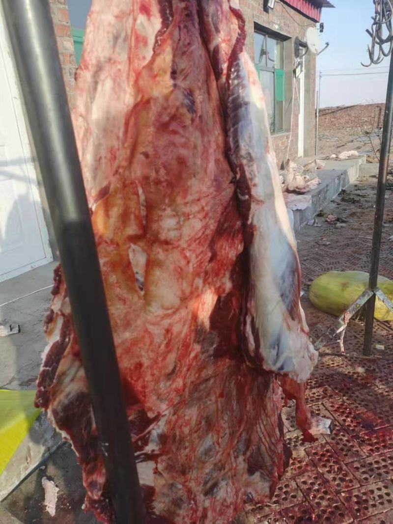 纯绿色沙漠骆驼肉，以及各个部位大量出售