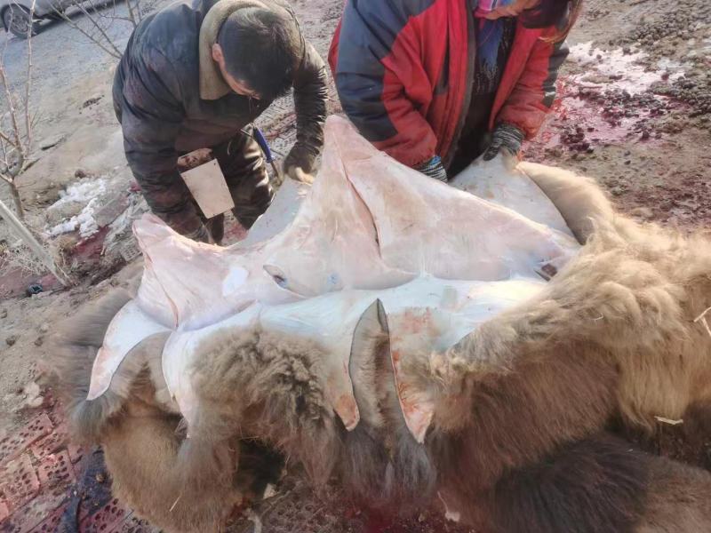 纯绿色沙漠骆驼肉，以及各个部位大量出售