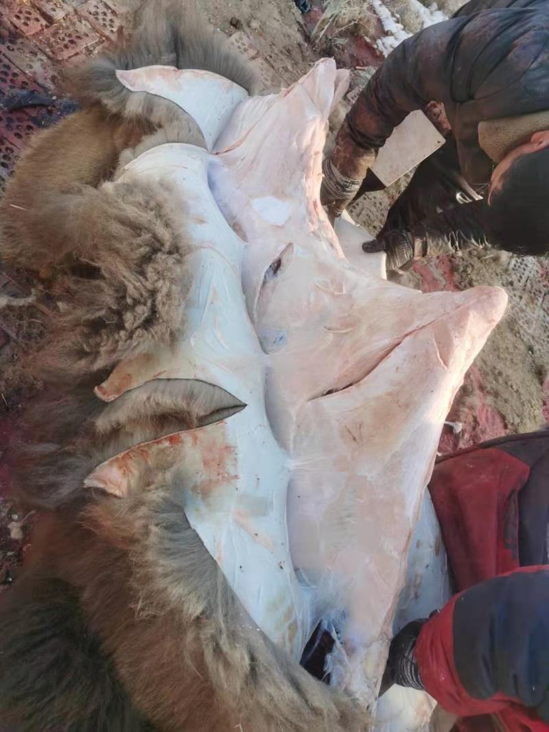 纯绿色沙漠骆驼肉，以及各个部位大量出售