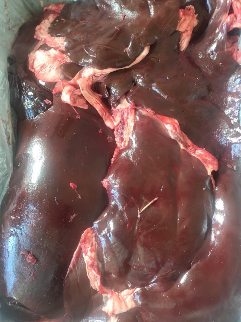 纯绿色沙漠骆驼肉，以及各个部位大量出售
