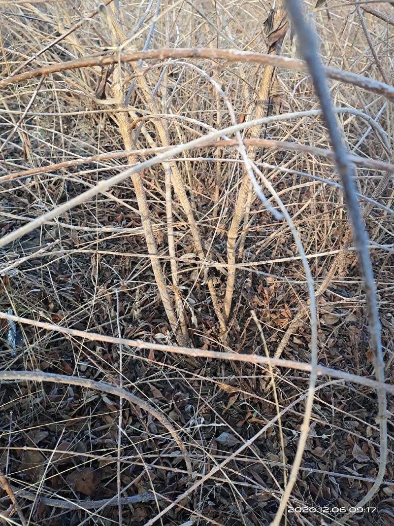 连翘，药用连翘苗1一5年