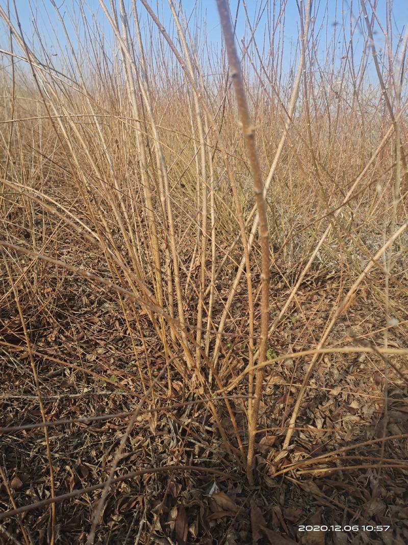 连翘，药用连翘苗1一5年