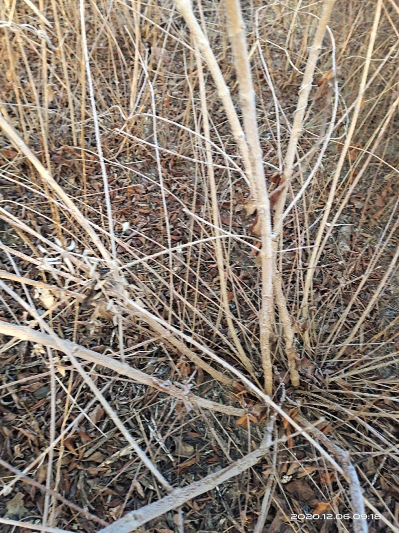 连翘，药用连翘苗1一5年