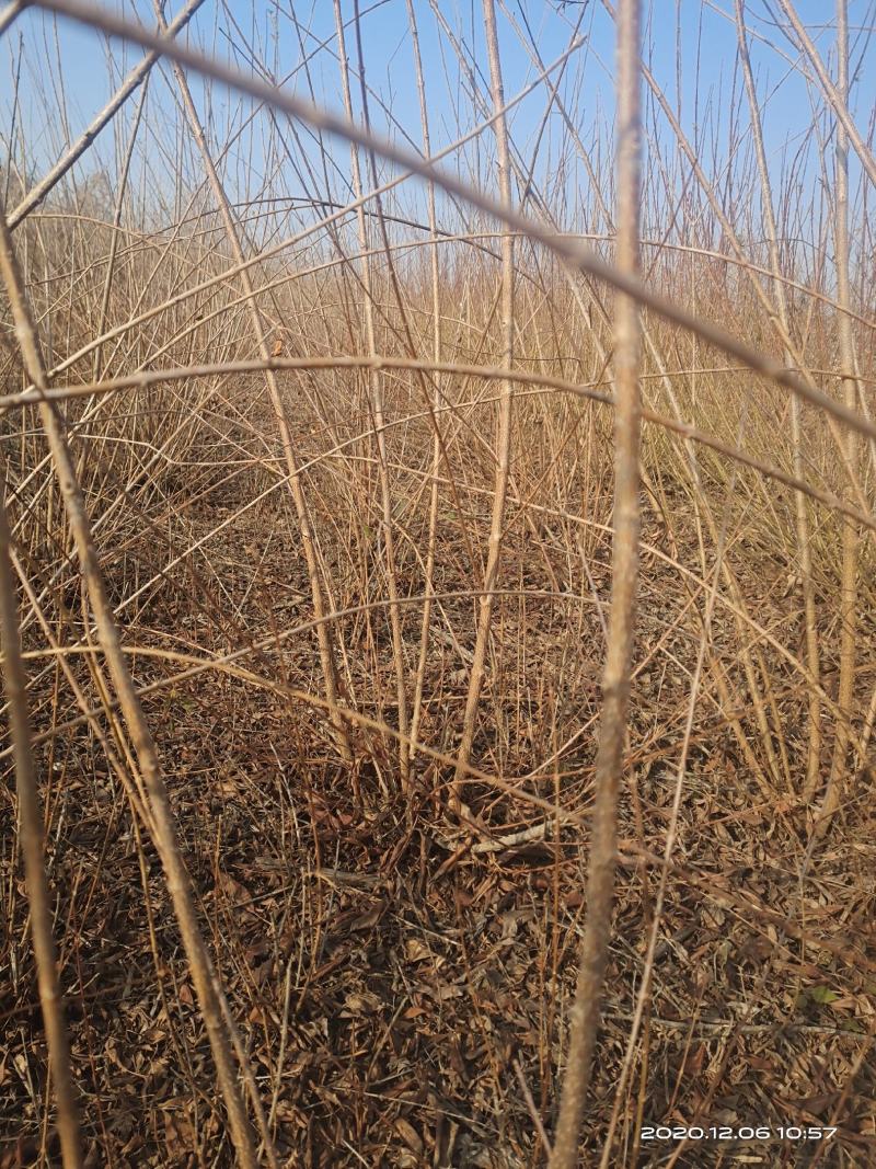 连翘，药用连翘苗1一5年