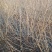连翘，药用连翘苗1一5年