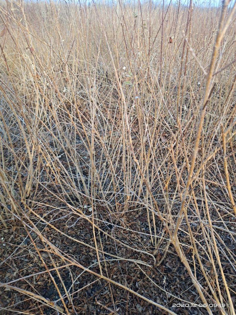 连翘，药用连翘苗1一5年