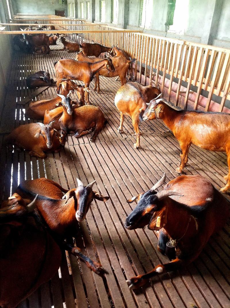 四川南江县提供大量正宗优质纯种原生态放牧南江黄羊