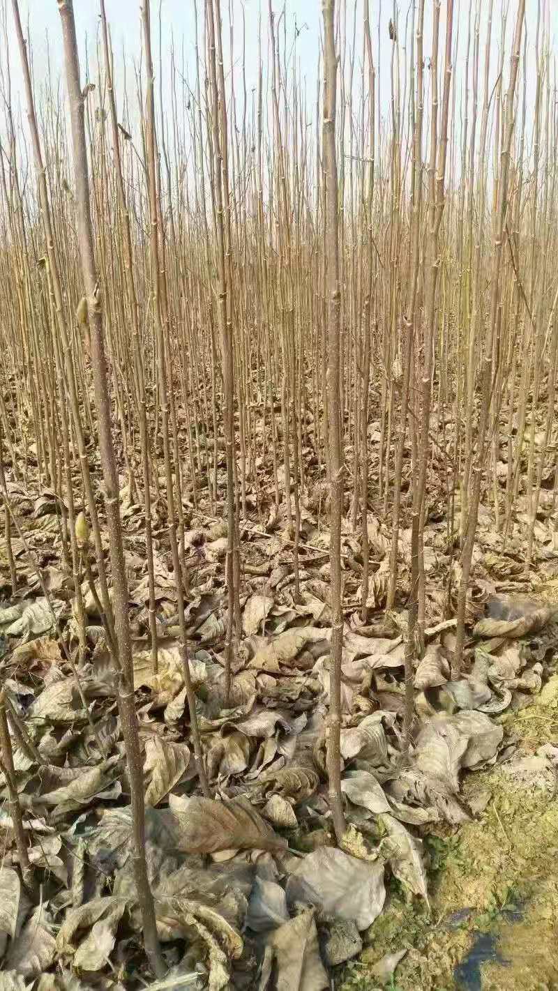 河南南阳玉兰，红玉兰，紫玉兰，正宗玉兰