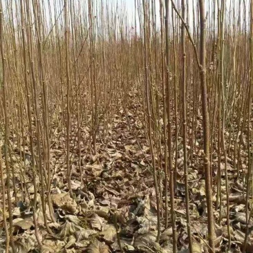 河南南阳玉兰，红玉兰，紫玉兰，正宗玉兰