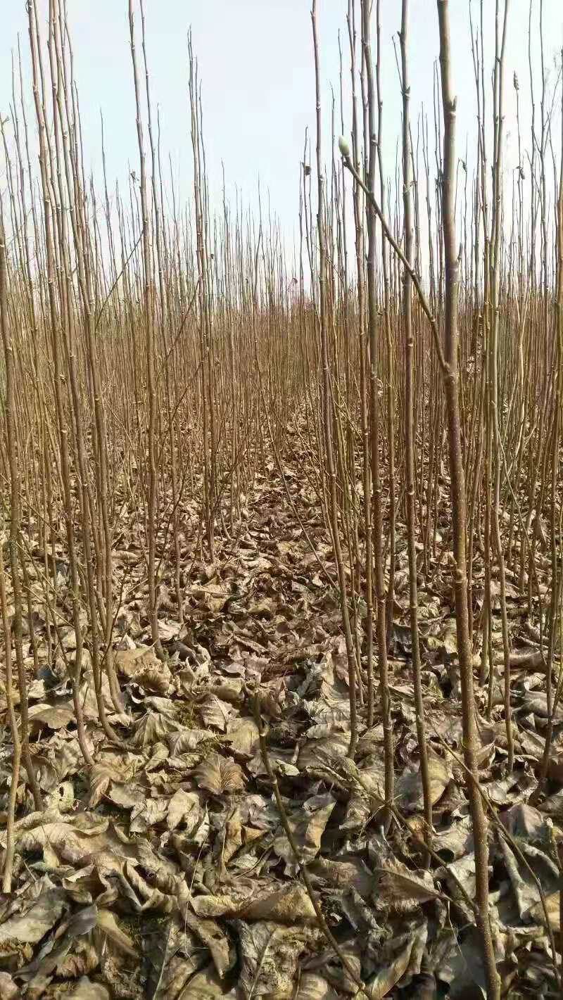 河南南阳玉兰，红玉兰，紫玉兰，正宗玉兰