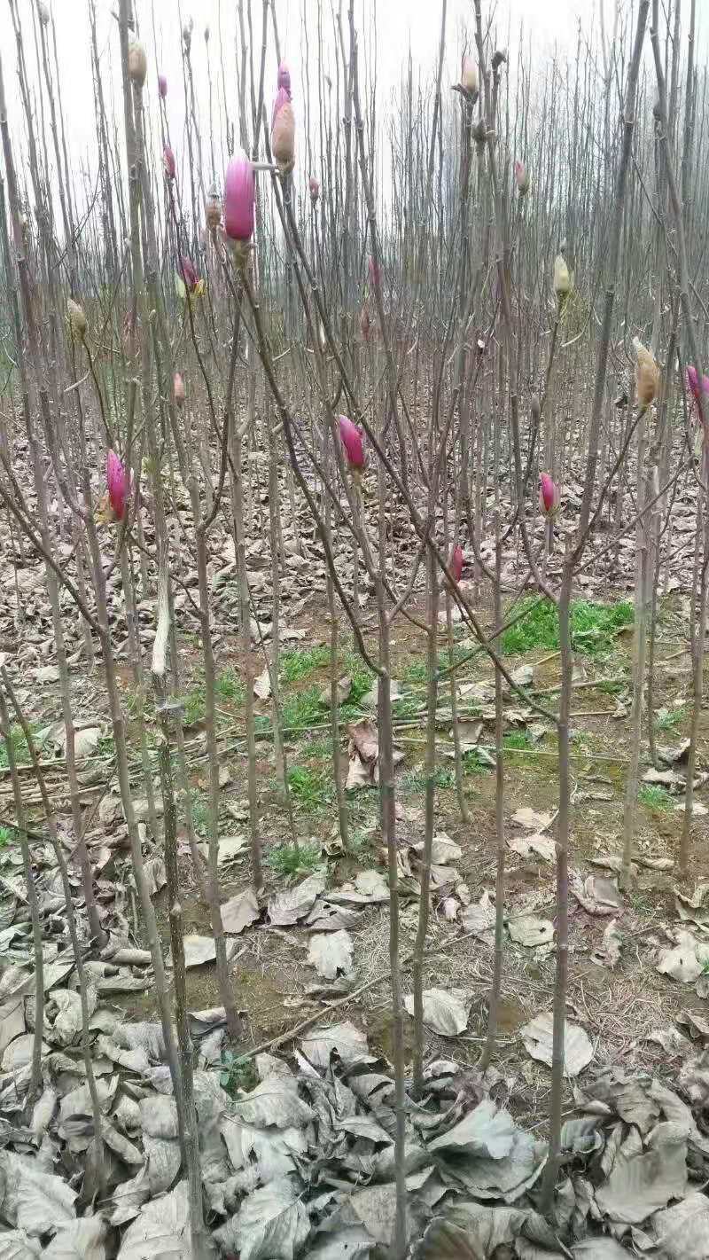 河南南阳玉兰，红玉兰，紫玉兰，正宗玉兰