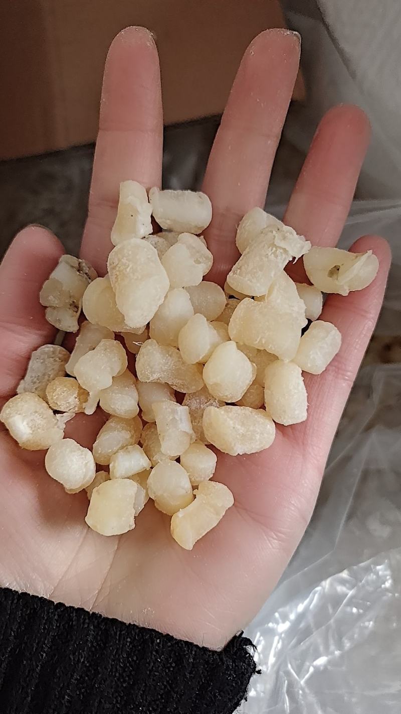 干贝，淡干，盐干，都有现货！大量现货批发，薄利多销