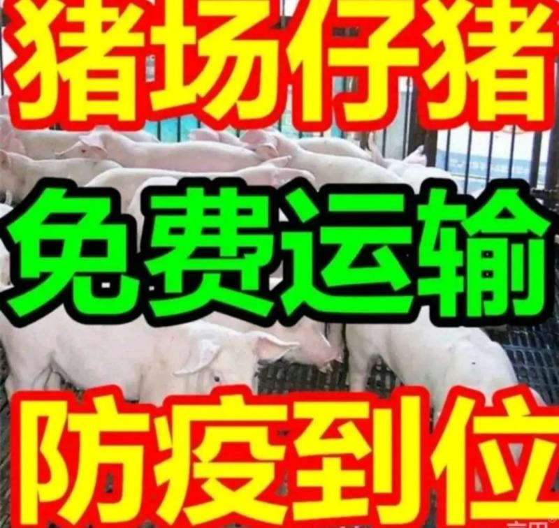 湖北猪场，猪到付款，防疫检疫到位，包健康包成活，免费送猪