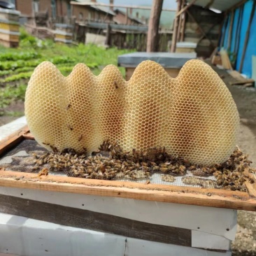 长白山百花蜜，椴树蜜，补充天然激素，让您年轻态，保证质量