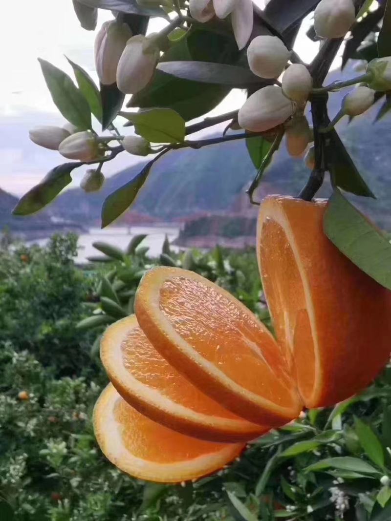 奉节脐橙产地直发看货采摘保质保量欢迎订购