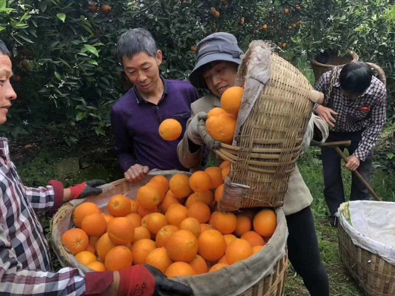 奉节脐橙产地直发看货采摘保质保量欢迎订购