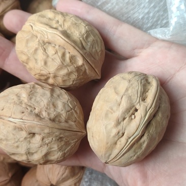 新疆薄皮核桃2020年新货中果大果颗粒饱满味道好产地值供