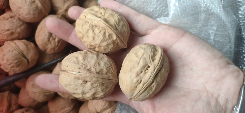 新疆薄皮核桃2020年新货中果大果颗粒饱满味道好产地值供