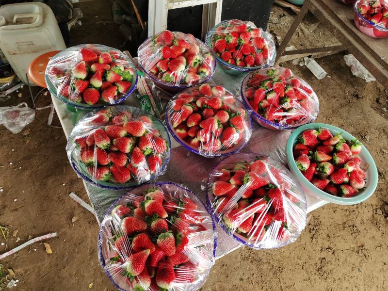 夏邑县新鲜牛奶草莓，草莓基地，产地直供。量大从优