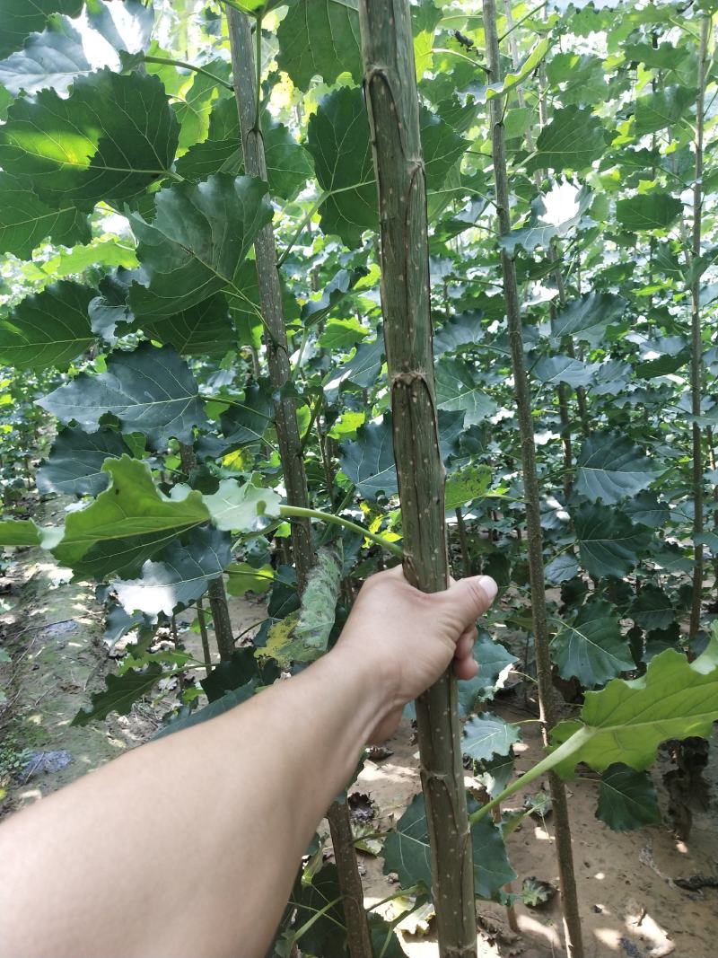 杨树苗107速生杨树苗无絮杨量大从优每天可出货欢迎联系