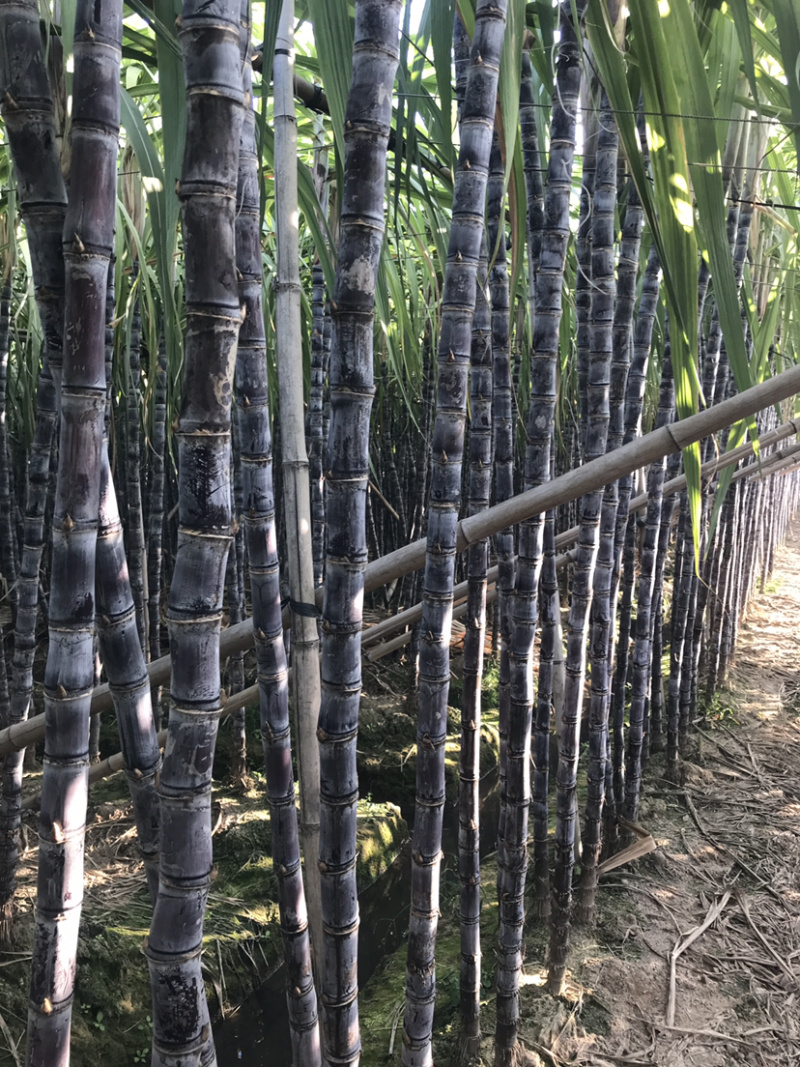 廿庶