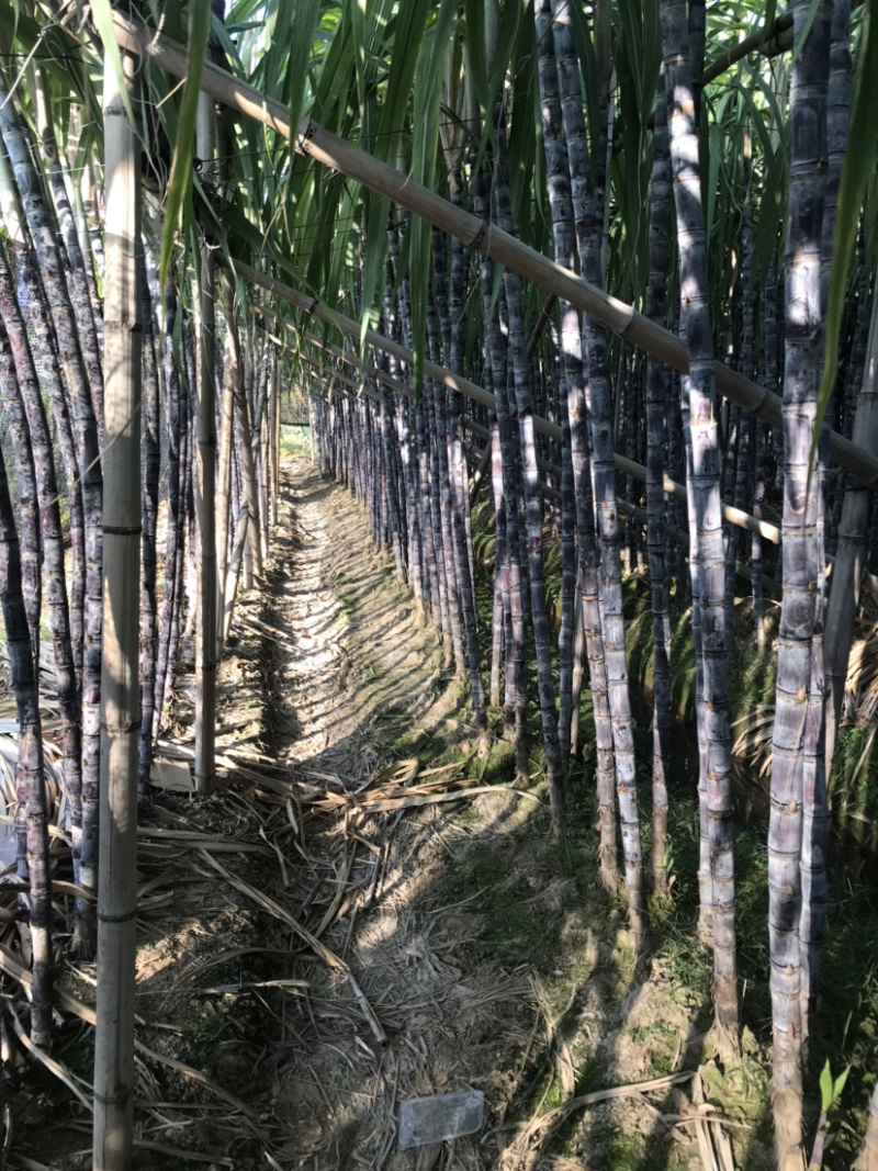 廿庶