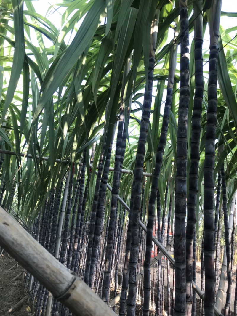 廿庶