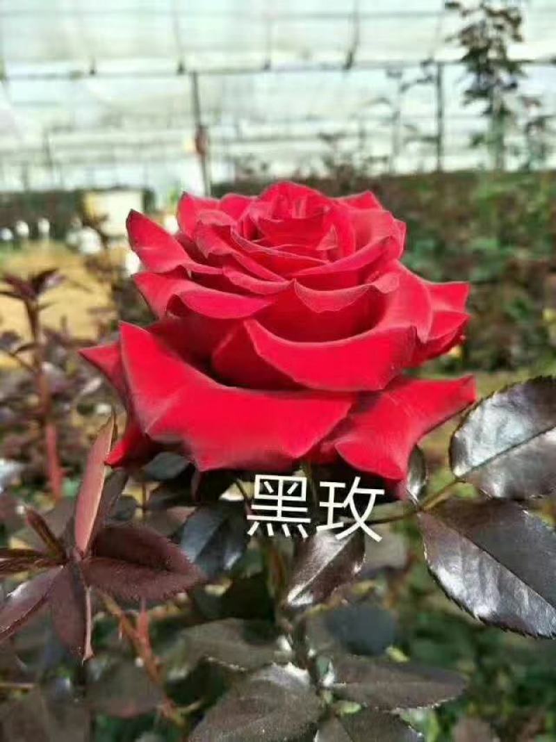 四季玫瑰苗冷美人海洋之歌紫皇后云南四季玫瑰种苗