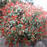 红叶石楠种子红罗宾火焰红石楠球工程绿化林木种子高杆石楠树