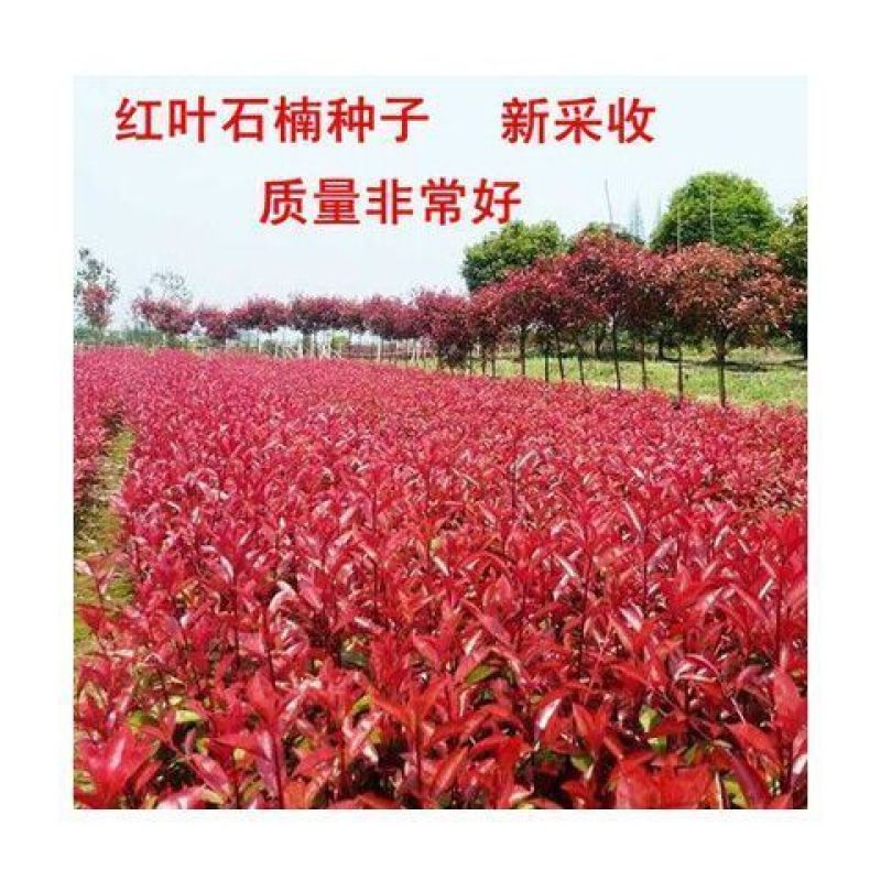 红叶石楠种子红罗宾火焰红石楠球工程绿化林木种子高杆石楠树