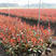 红叶石楠种子红罗宾火焰红石楠球工程绿化林木种子高杆石楠树