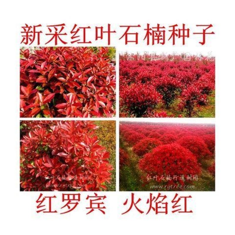 红叶石楠种子红罗宾火焰红石楠球工程绿化林木种子高杆石楠树