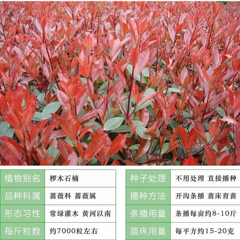 红叶石楠种子红罗宾火焰红石楠球工程绿化林木种子高杆石楠树