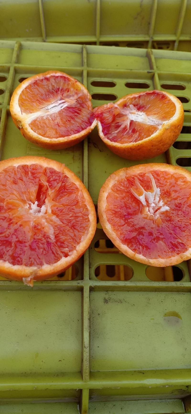 塔罗科血橙，红红的果面，血一样的果肉。橙类娇娇者。