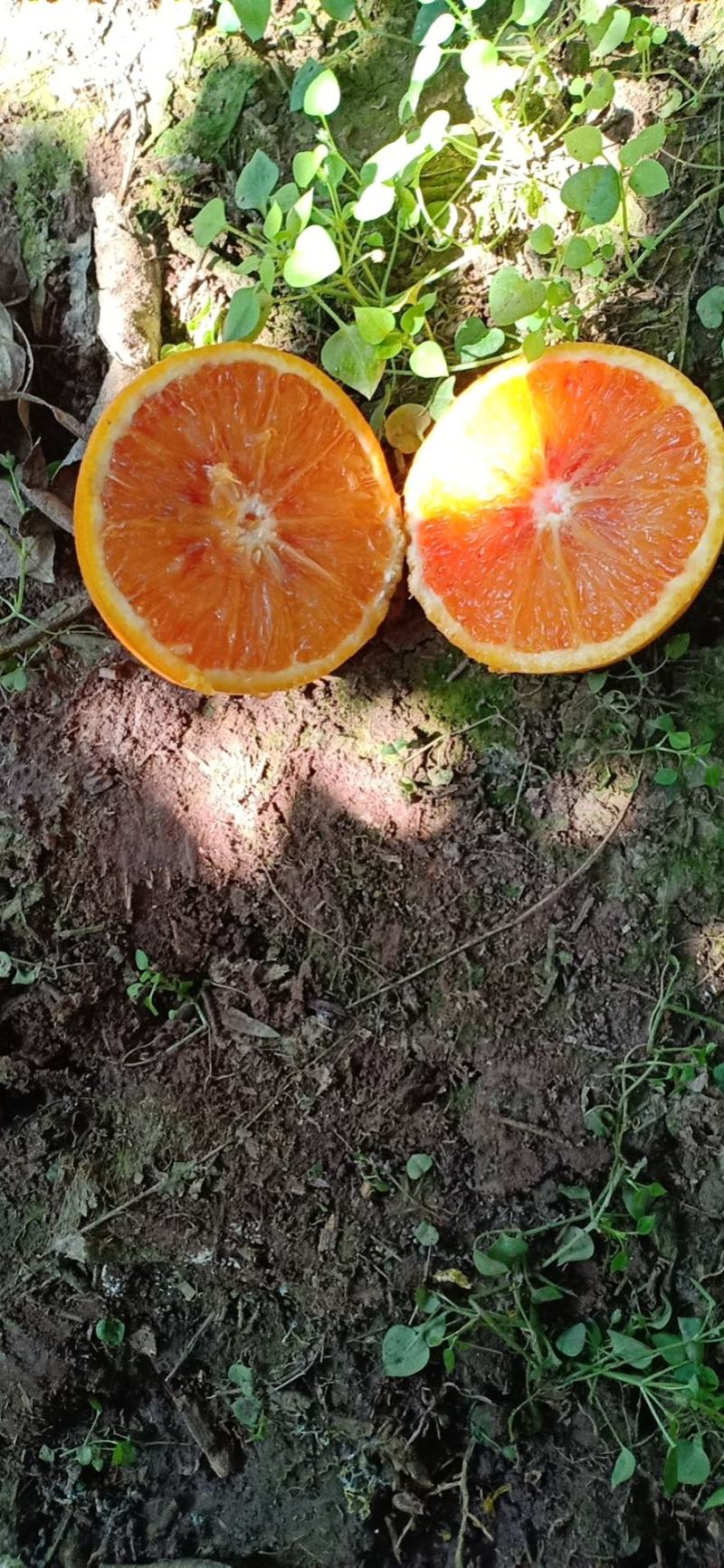 塔罗科血橙，红红的果面，血一样的果肉。橙类娇娇者。