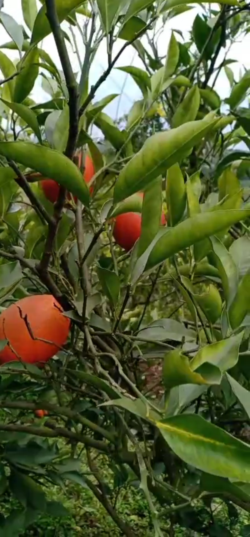 塔罗科血橙，红红的果面，血一样的果肉。橙类娇娇者。