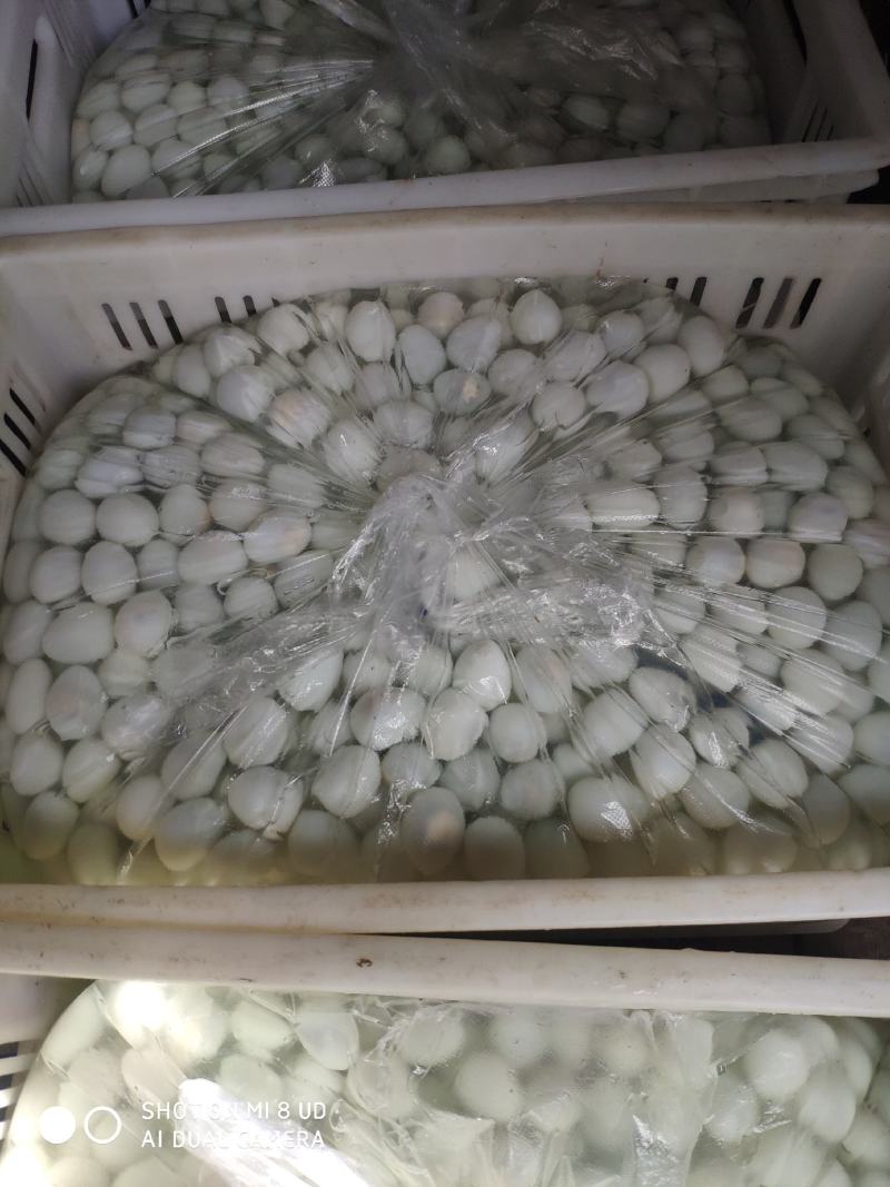 清水鹌鹑蛋脱皮去皮鹌鹑蛋批发，保质保量火热预定中